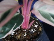 Calathea triostar detail.jpg