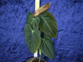 Philodendron melanochrysum - sametový krasavec