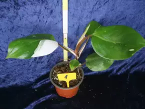 Philodendron white knight - bílý rytíř?