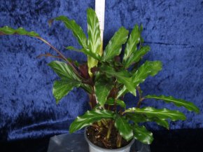 Calathea rufibarba