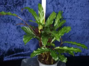 Calathea rufibarba