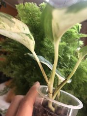 IMG_6068.jpeg