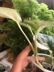 IMG_6067.jpeg