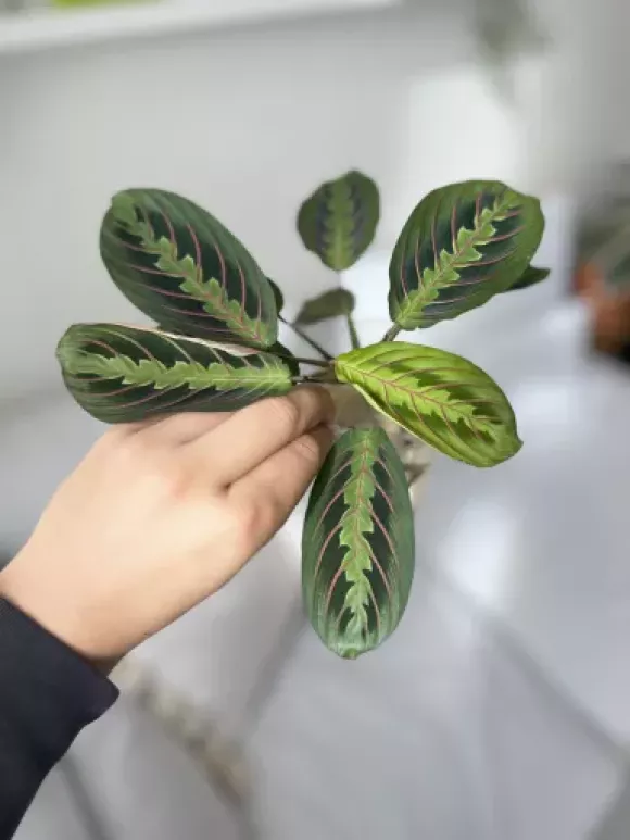 tempImageL89xlD.webp