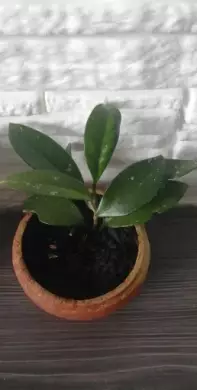 Hoja masitá (Hoya carnosa) - voskovka masitá Kopie
