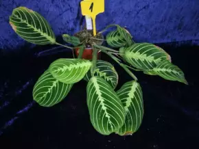 Marantha leuconera Lemon Lime Green