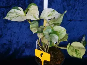 Epipremnum aureum Manjula (Happy leaf)