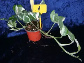 Epipremnum aureum Njoy
