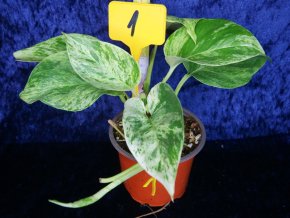 Epipremnum aureum Snow Queen