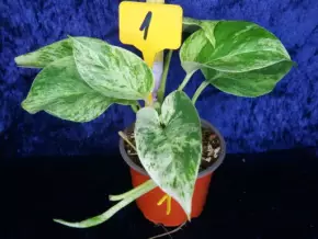 Epipremnum aureum Snow Queen