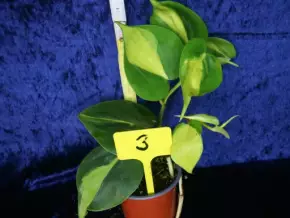 Philodendron hederaceum brasil
