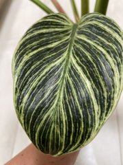 image.jpg