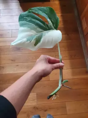Monstera albo variegata - řízek