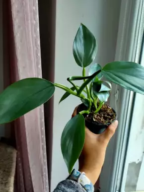 Philodendron Silver Sword