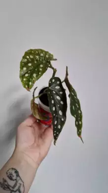Begonia Maculata Wightii, řízek s kořeny, B