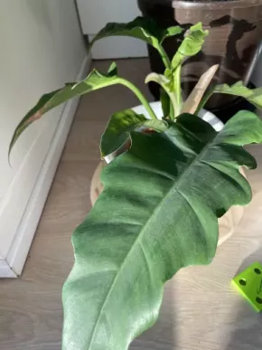 Philodendron Narrow