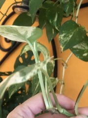 IMG_6200.jpeg