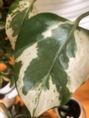 IMG_6198.jpeg