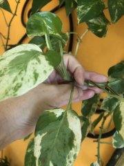 IMG_6199.jpeg