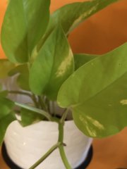 IMG_6219.jpeg
