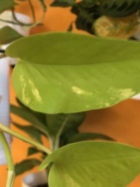Epipremnum Neon variegata - stonkovy řizek .