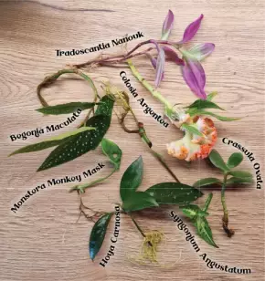 Řízky sedmi pokojovek (Tradescantia, Begonia, Monstera, Hoya, Syngonium, Celosia, Crassula)