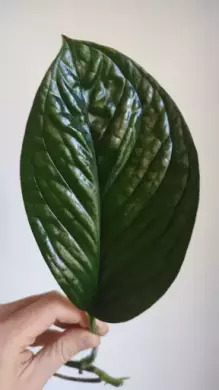 Monstera Pinnatipartita