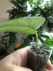 IMG_6242.jpeg