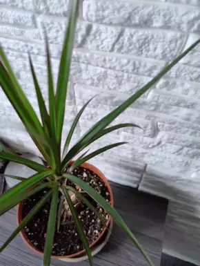 Palma - Dračinec vroubený, Dracaena marginata Magenta