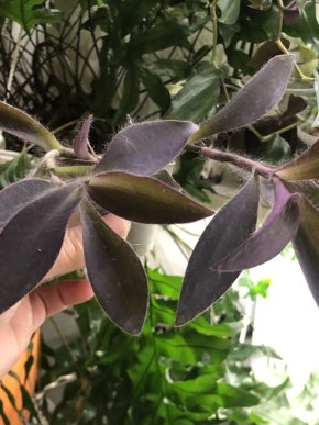 Tradescantia Pallida Purple - rostlina.