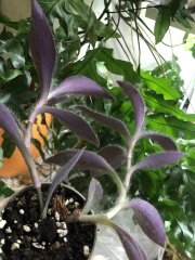 IMG_6268.jpeg
