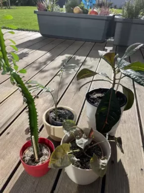 Euphorbia trigona rubra, syngo brocante, chamaedorea elegans, kroton
