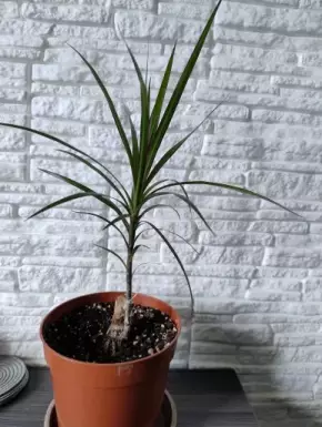 Palma - Dračinec vroubený, Dracaena marginata Magenta