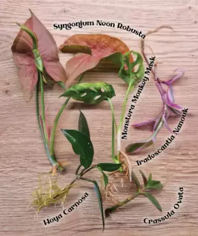 Řízky pěti pokojovek (Tradescantia, Begonia, Monstera, Hoya, Syngonium, Celosia, Crassula)