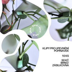 Klipy pro uchycení plazivých pokojových rostlin