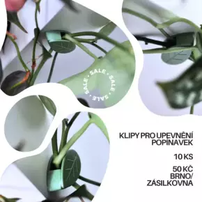 Klipy pro uchycení plazivých pokojových rostlin