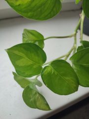 IMG_20241019_110841.jpg