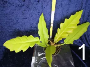 Philodendron Golden Saw - svítívě žlutá kráska s vlnitým okrajem
