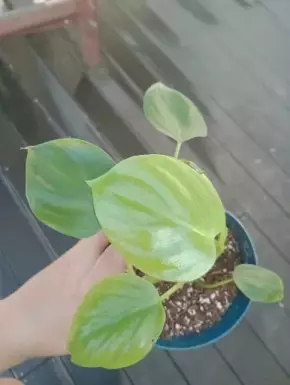 Philodendron rugosum