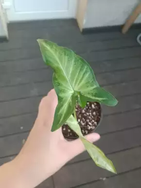 Syngonium angustatum schott