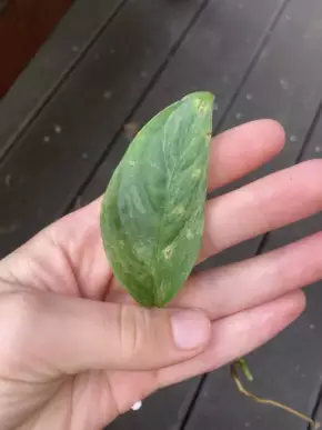 Monstera laniata Albo variegata 1