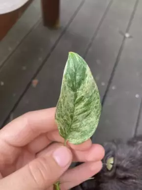 Monstera laniata Albo variegata 2