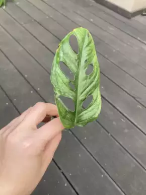 Monstera adansonii Mint 1