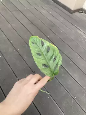 Monstera adansonii Mint 2