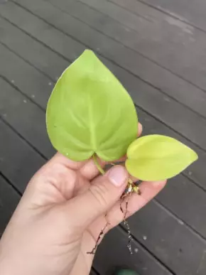 Philodendron scandens Lemon Lime