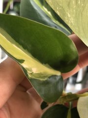 IMG_6353.jpeg