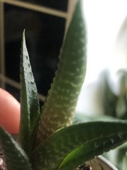 IMG_6248.jpeg