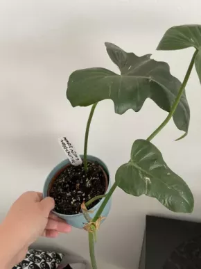 Philodendron green Dragon
