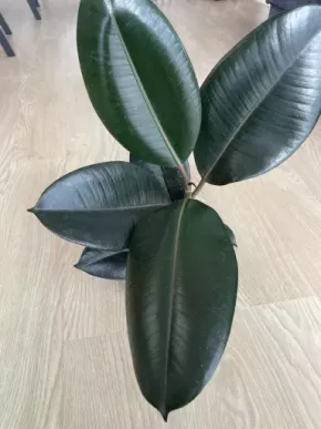 Fíkus Abidjan elastica