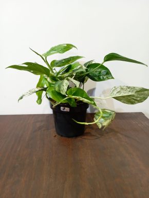 Epipremnum pinnatum marble variegata 8